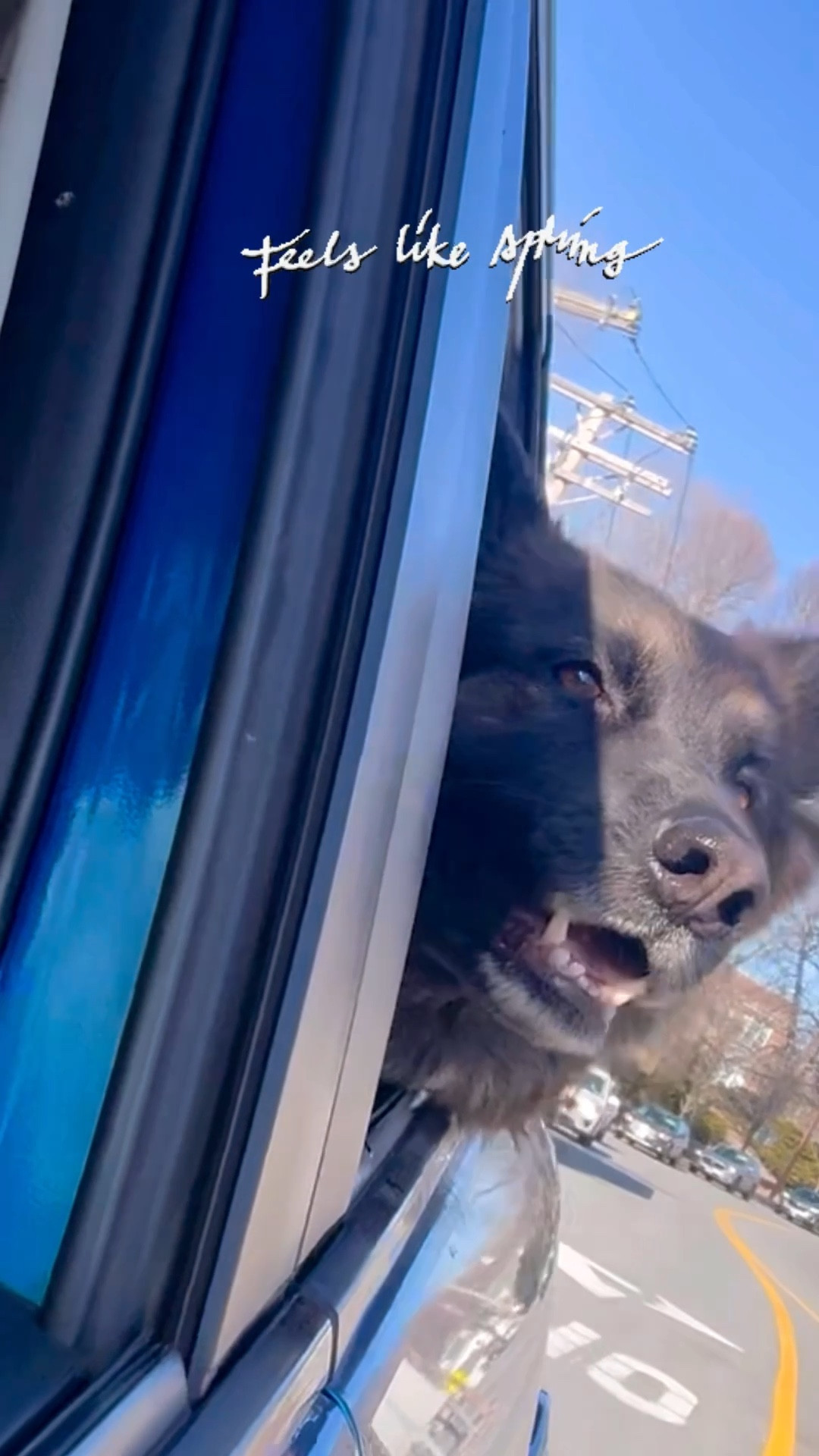 Bella and I have been eagerly waiting for this day! We can finally enjoy the fresh air with the windows rolled down! 😊

#LTKHome #LTKPets #LTKWatchNow