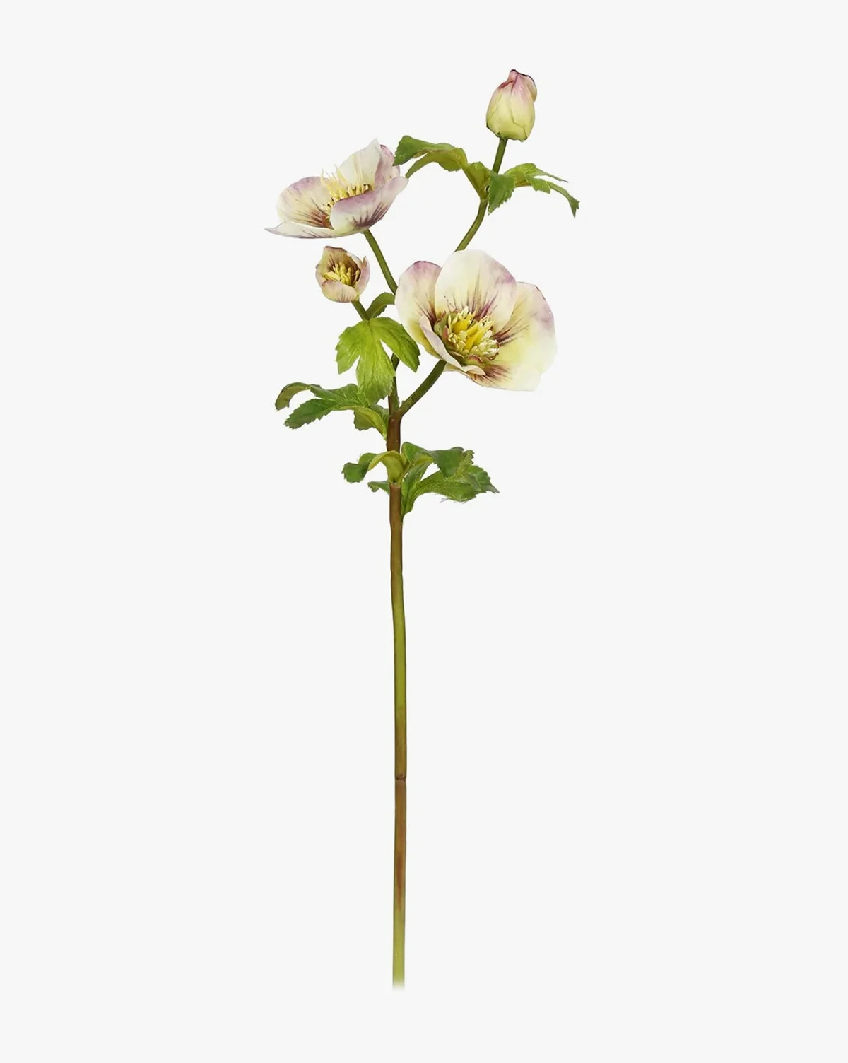 18" Hellebores Rose | McGee & Co. (US)
