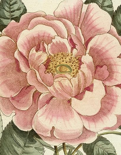 John Derian Picture Book II | Amazon (US)