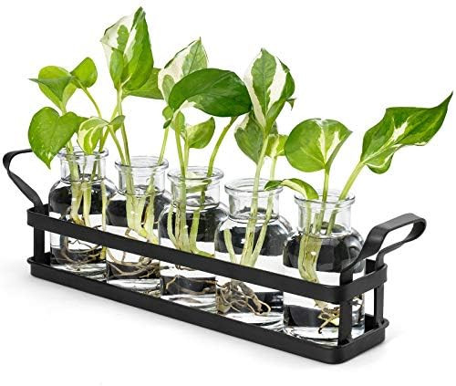 Mkono Plant Terrarium with Metal Stand, Retro Glass Planter Tabletop Flower Vase Perfect for Prop... | Amazon (US)