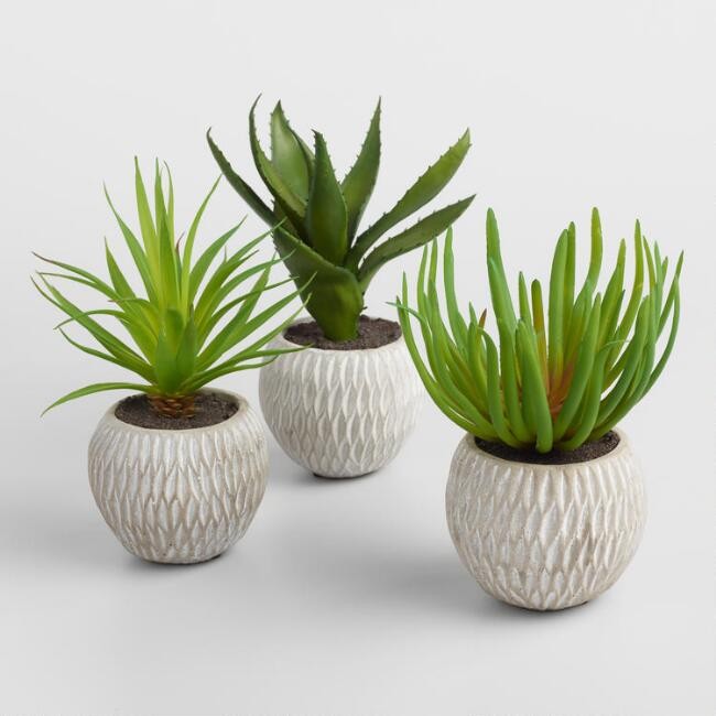 Faux Succulents in Etched Cement Pots Set of 3 | World Market
