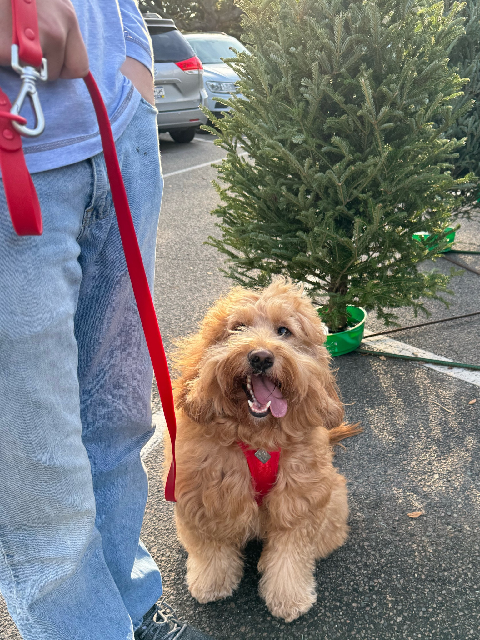 Roger’s Favorites!!!

love all wild one things and roger loves the treats and toys!!

harness is the best one I’ve tried by farr

#LTKFitness #LTKKids #LTKSaleAlert