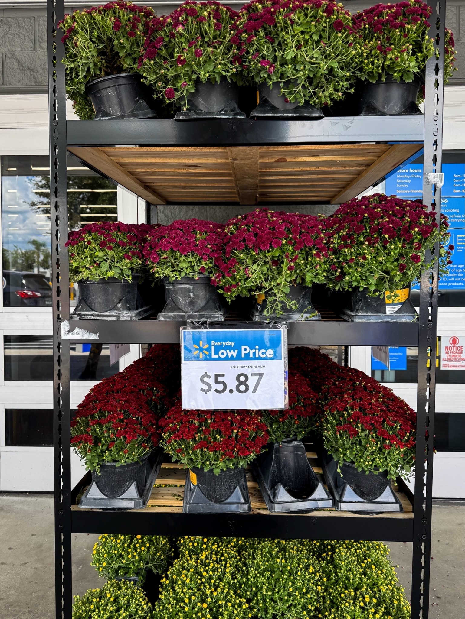 Fall mums for the front porch

#LTKSeasonal #LTKHome