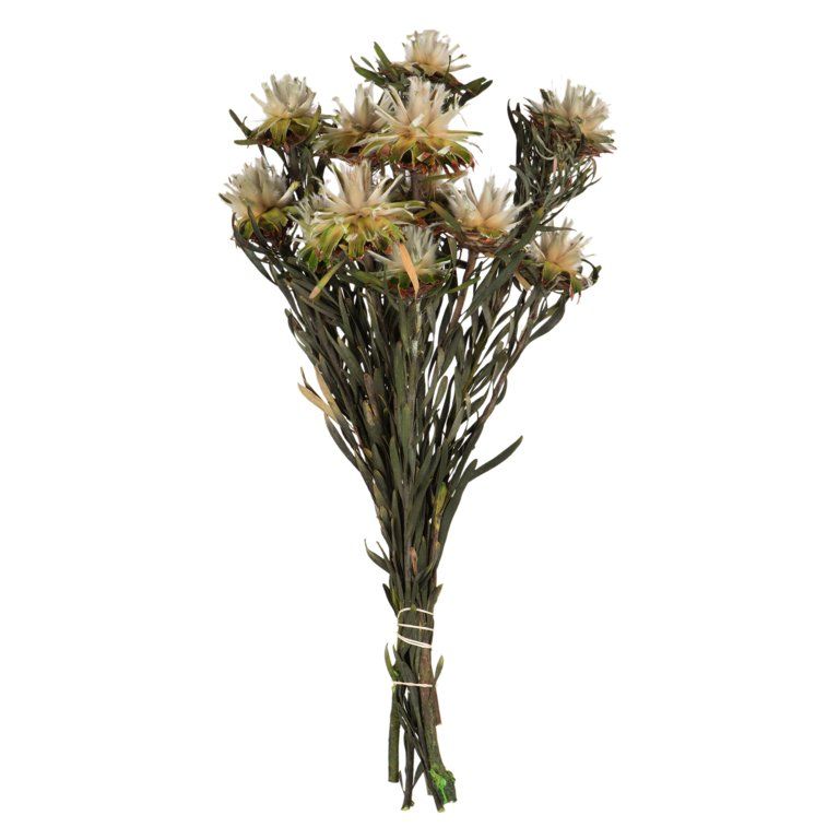 Vickerman Natural Plumosum Flower 20" Long Stem, Real Preserved Dried Floral Decor for Wedding, H... | Walmart (US)