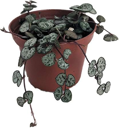 String of Hearts - Hearts Entangled -Ceropegia woodii-2.5" Pot-Collector' Series | Amazon (US)