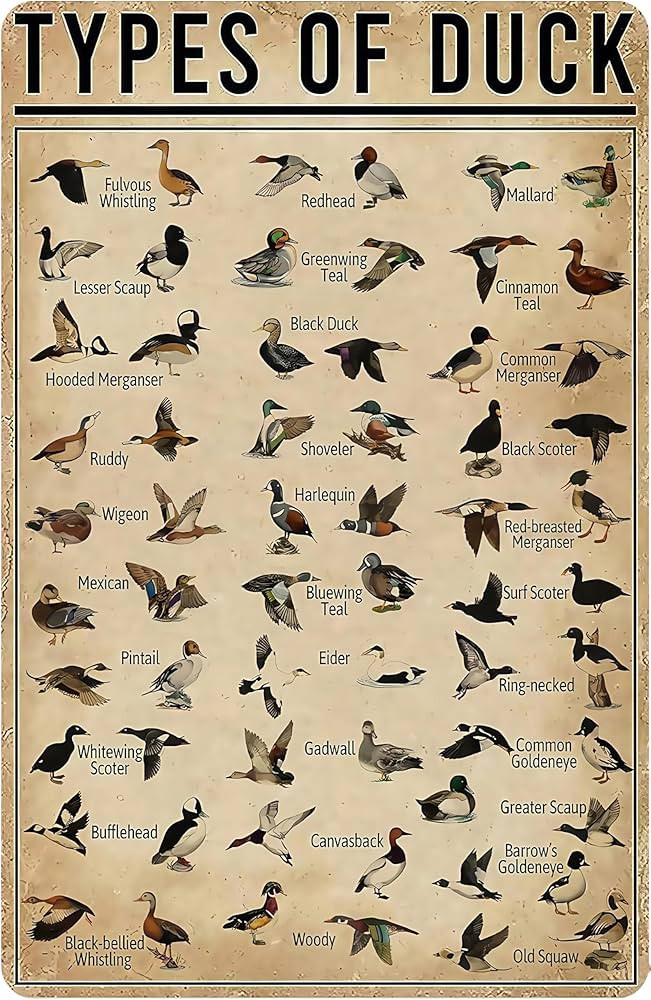 Duck Gifts Types of Duck Vintage Tin Sign for Home Office Farmhouse Man Cave Hunting Room Classro... | Amazon (US)