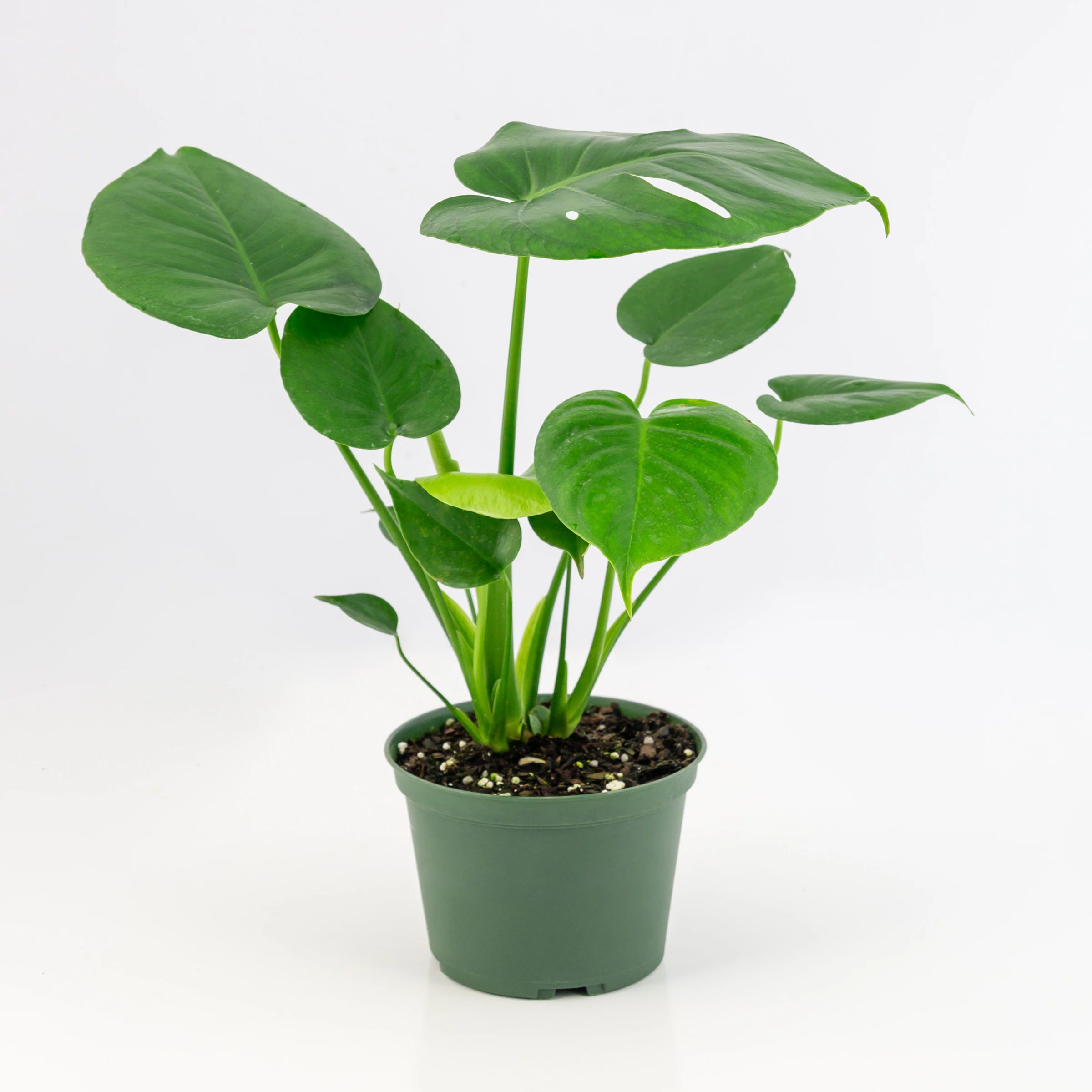 3-Gallon Monstera Swiss Cheese Plant Feature Tree in Pot | Lowe's