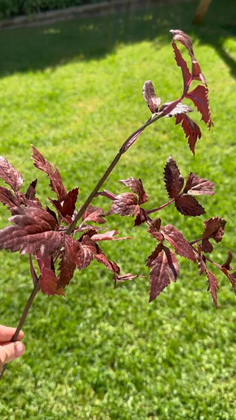 Faux Plum Cimicifuga Ramosa Leaf Spray 19.5 - Etsy | Etsy (US)