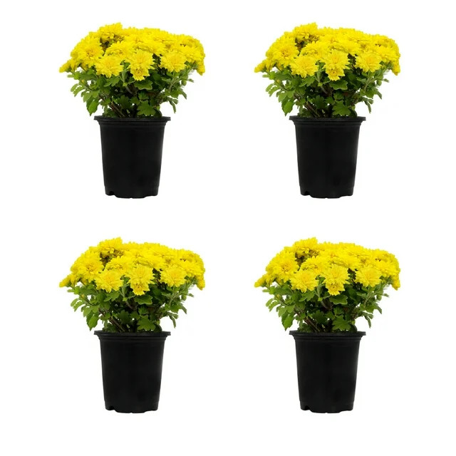 Expert Gardener | Walmart (US)