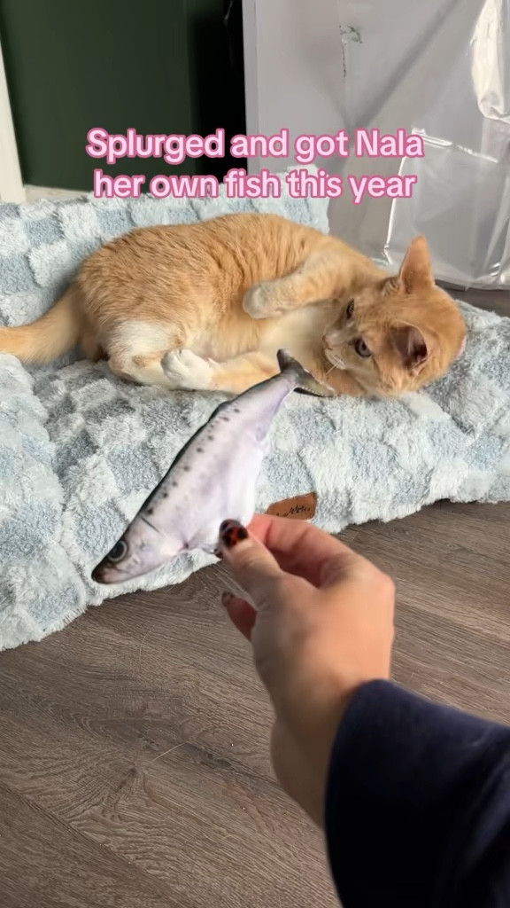 If there's one thing my girls love it's a good interactive cat toy 

 #LTKdayinmylife #LTKmorningroutine #LTKHome