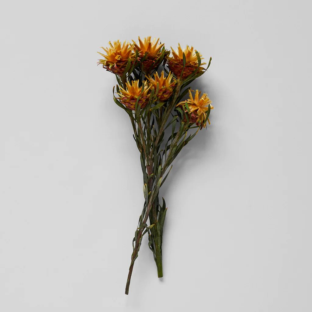 Dried Gold Plumosum | Bloomist