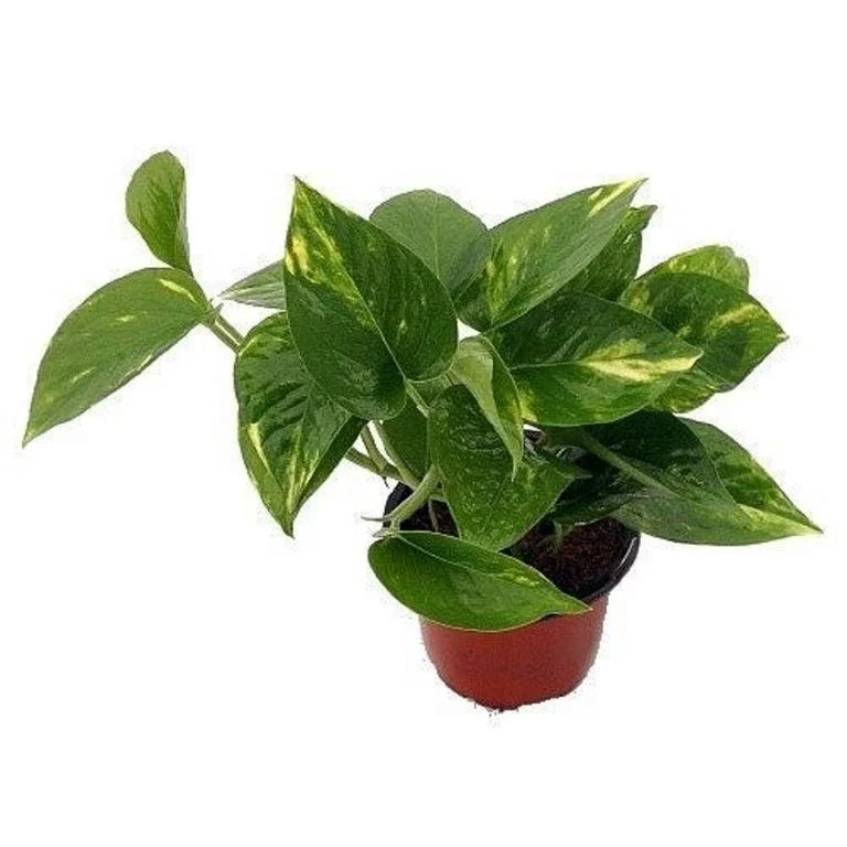 Golden Devil's Ivy - Pothos - Epipremnum - 4" Pot - Very Easy to Grow - Walmart.com | Walmart (US)