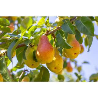 Luscious pear tree product photo via LTK
