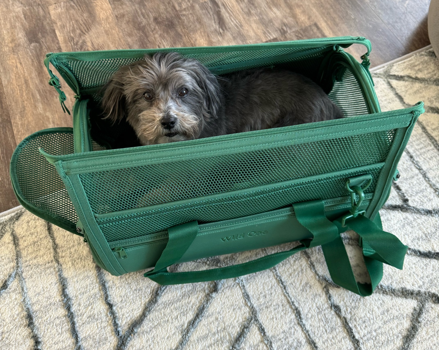 Just training for my next flight! The perfect dog carrier that fits for Southwest and most major airlines! 

#LTKTravel #LTKItBag #LTKFamily