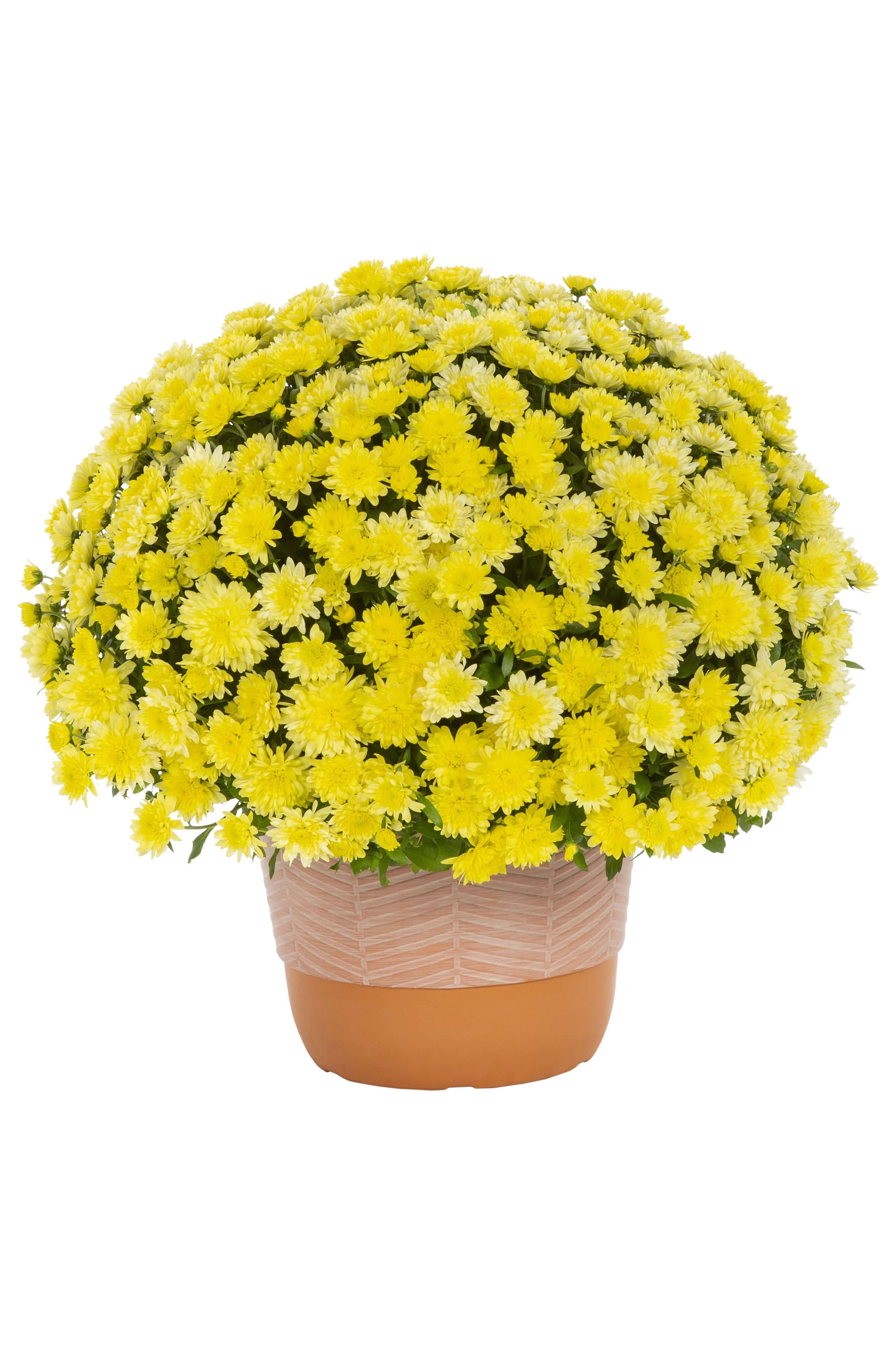Better Homes & Gardens 1.5G Yellow Mum Live Plant in Decorative Pot | Walmart (US)