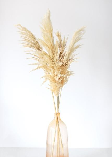 Pack of 6 - Textured Natural Tan Pampas Grass - 20-30" | Afloral (US)