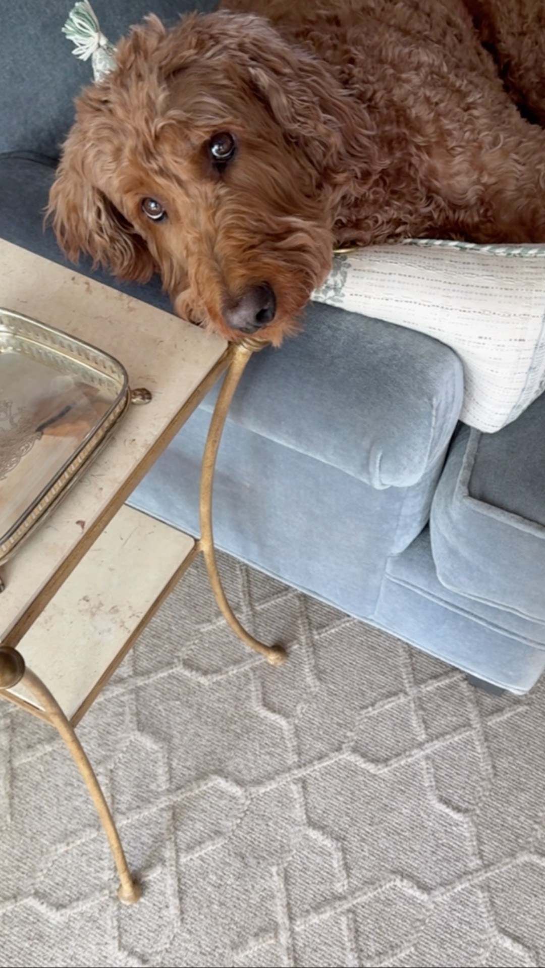 Crosby's spot... he loves a rolled arm sofa.

#LTKHome