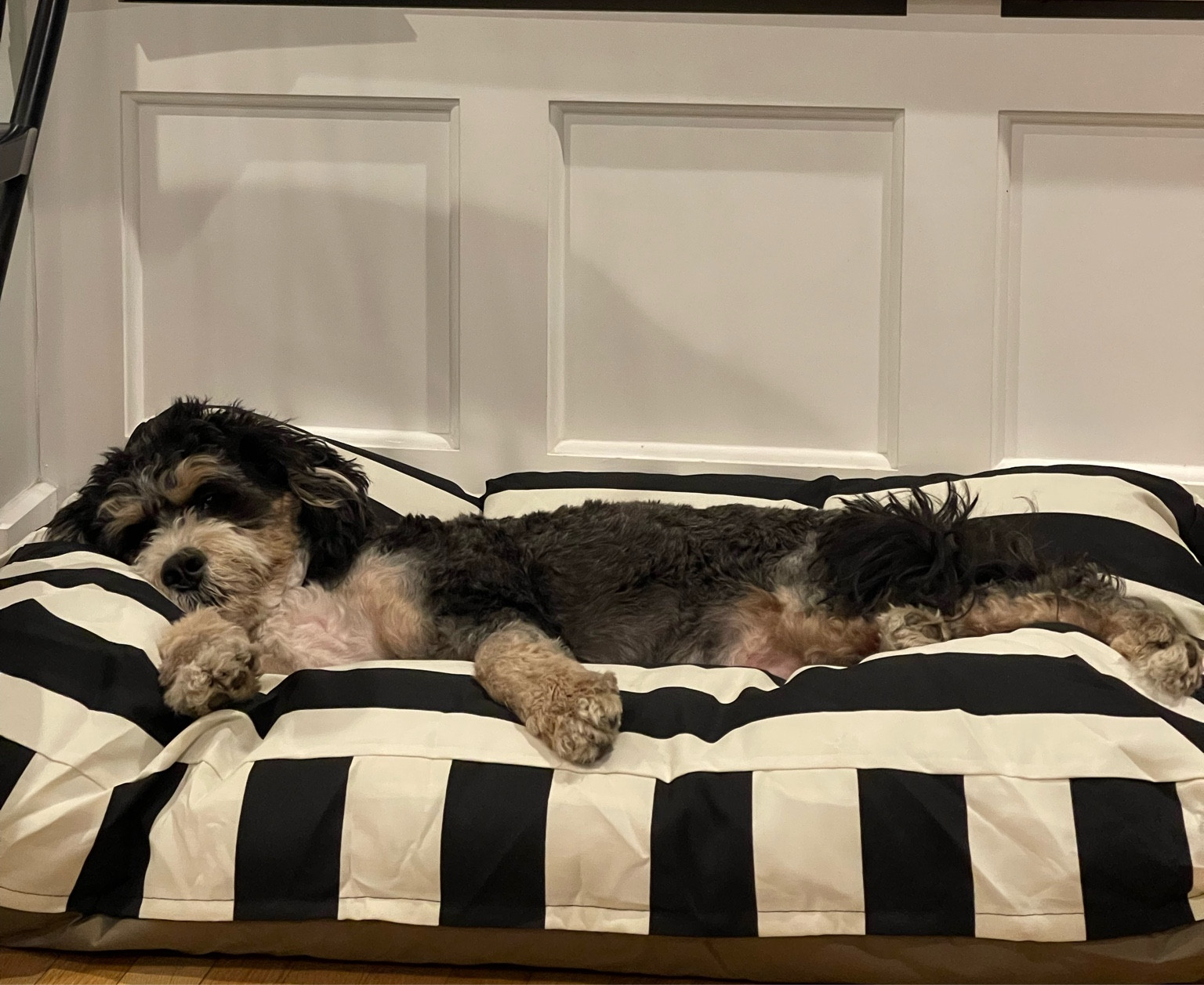 Bruce’s new bed!!!! 

#LTKFamily #LTKFindsUnder100 #LTKHome