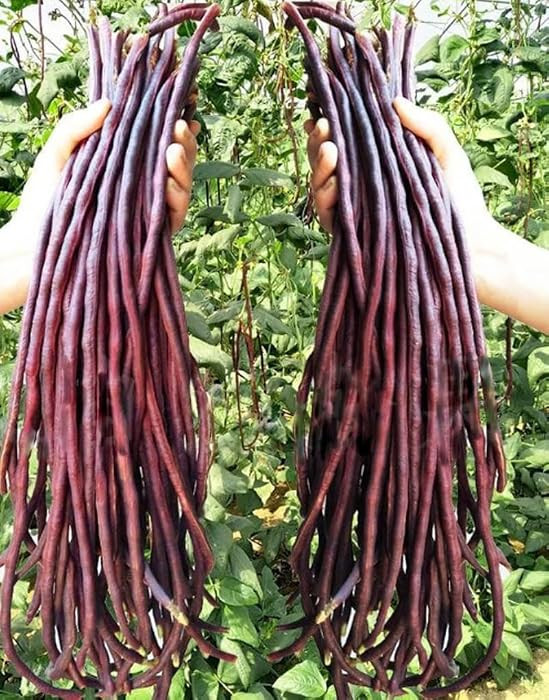 30PCS Purple Red Yard Noodle Bean Seeds Asparagus Bean String Bean Seeds | Amazon (US)