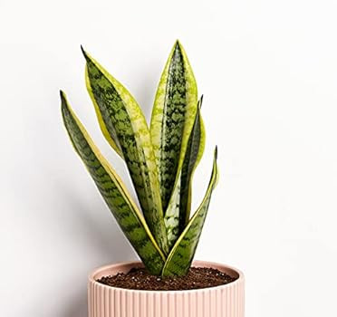Amazon.com: Greendigs Snake Plant in Blush Ceramic Fluted 5 Inch Pot - Low-Maintenance Houseplant... | Amazon (US)