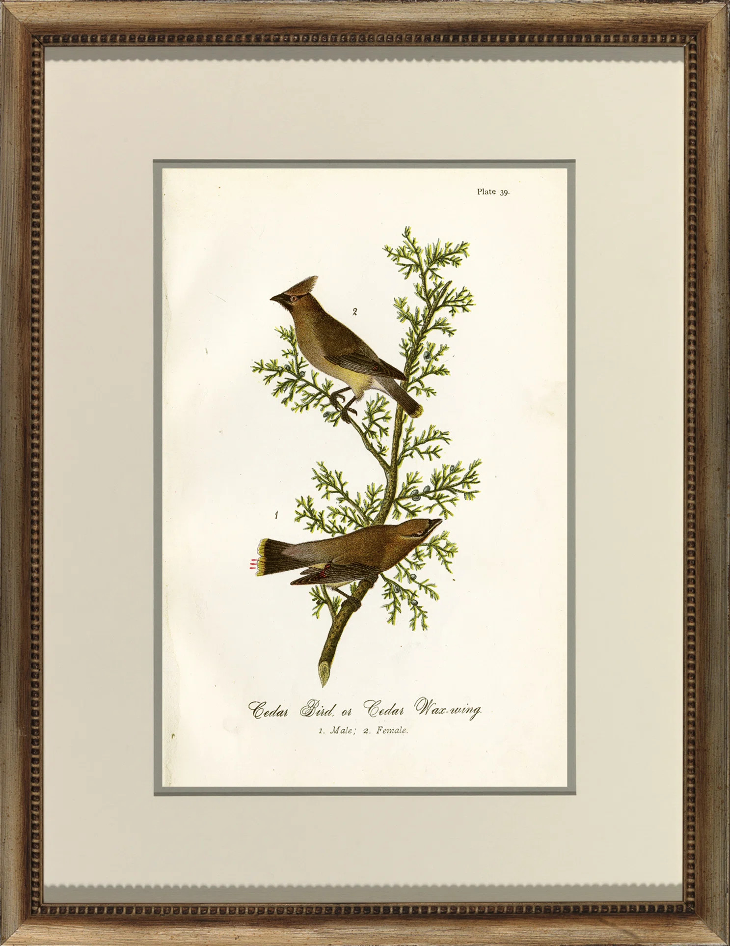 Wendover Art Group B703 Bird - Picture Frame Graphic Art | Wayfair | Wayfair North America