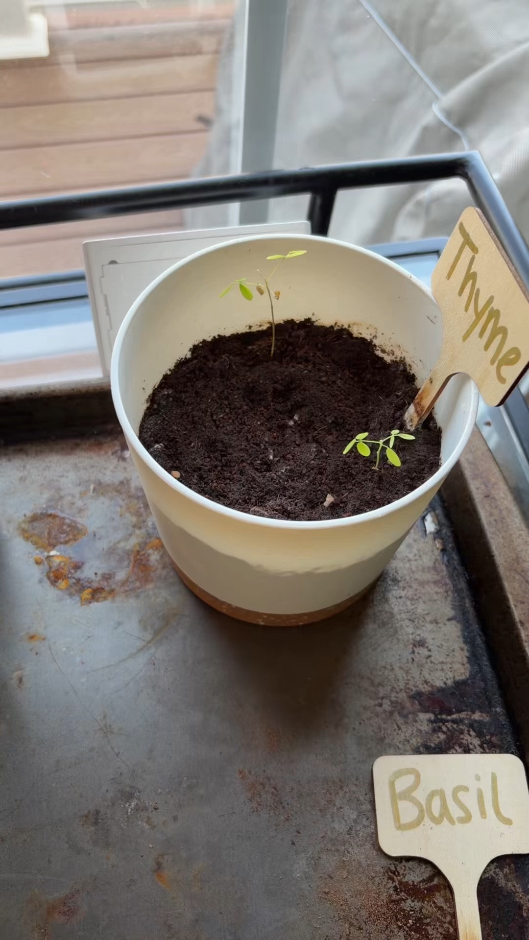 My green thumb needed desperate help lol #planting #miraclegro #plantfood

#LTKdayinmylife #LTKHome #LTKActive