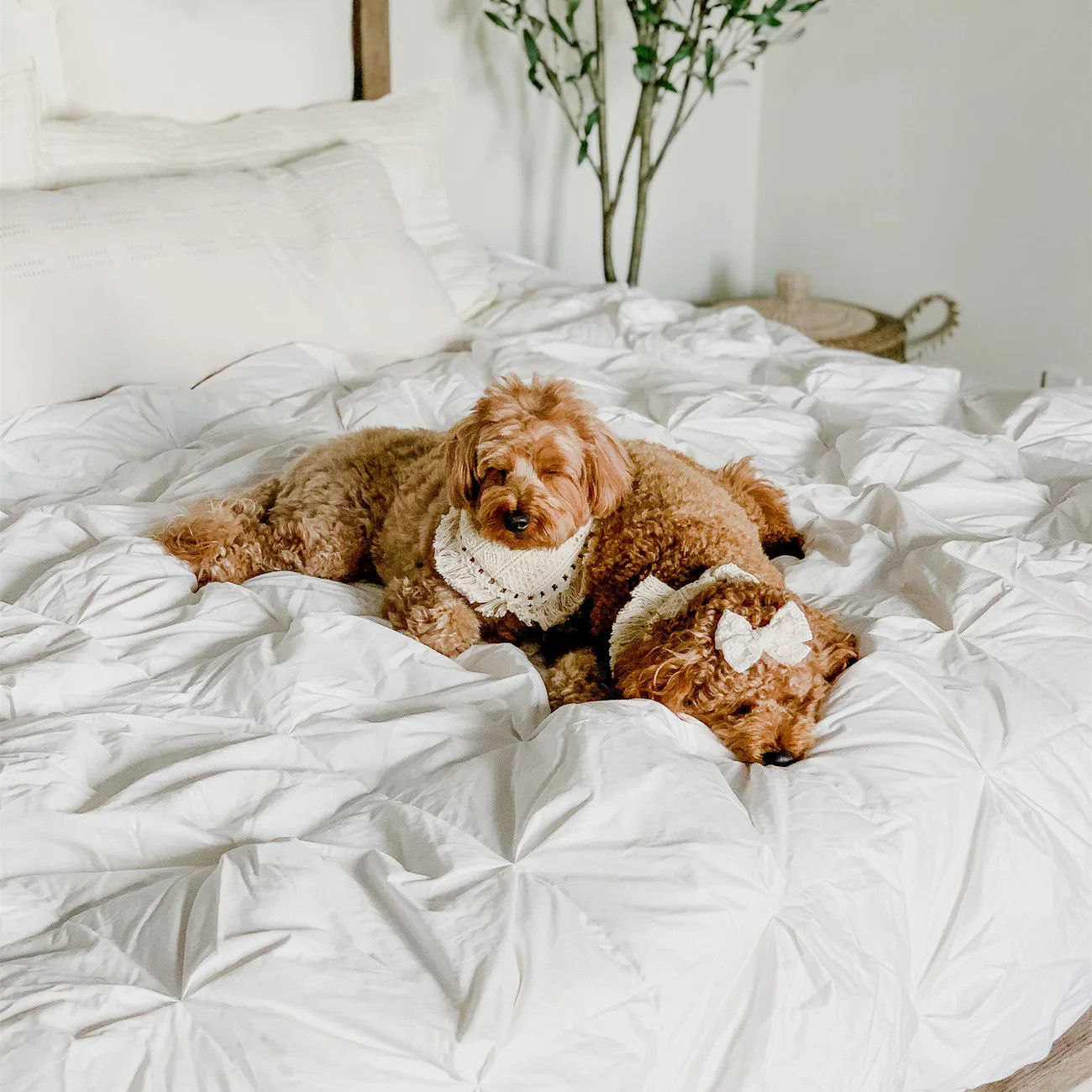 Puredown Luxury White Goose Down Comforter | Puredown.Inc