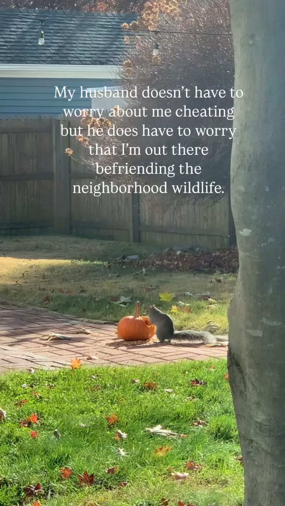 Do you hang with your local critters?

Sharing a mutual love of snacks with the local fauna is my hobby. The backyard woodland disco is still in full swing. 🐿️ 🪩 🐦‍⬛ 🥜 🦝 

There are definitely some DIYs coming up this season to enhance the critter experience!

#backyardwoodlanddisco #snowwhitecosplay #howihaven #communingwithnature #backyardoasis #marriagehumor