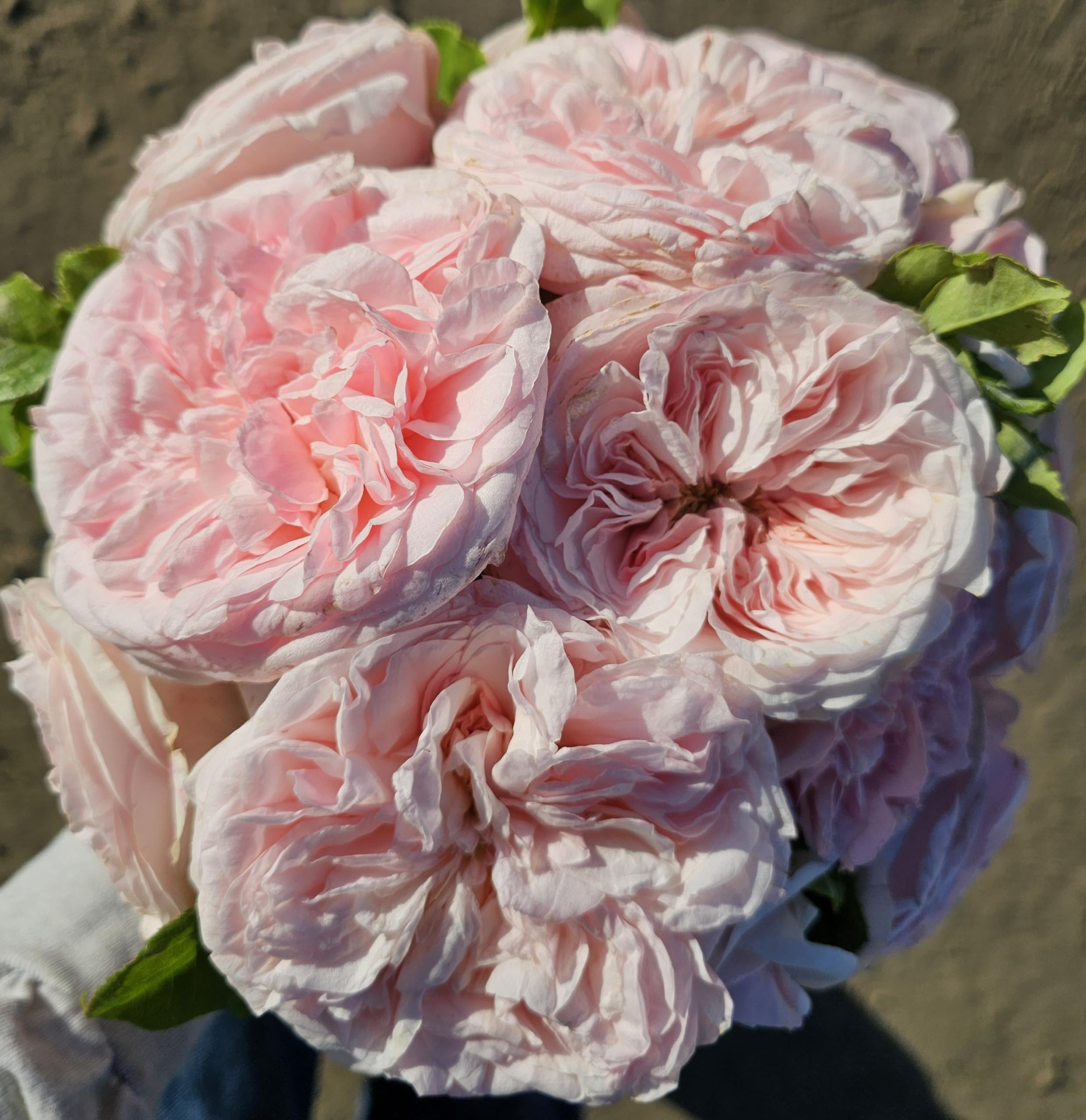 Claire Rose Bush, Rare Plants, Rose Bushes Ready to Plant, 2 Quart Pot, Live Plants Outdoor, Plan... | Amazon (US)