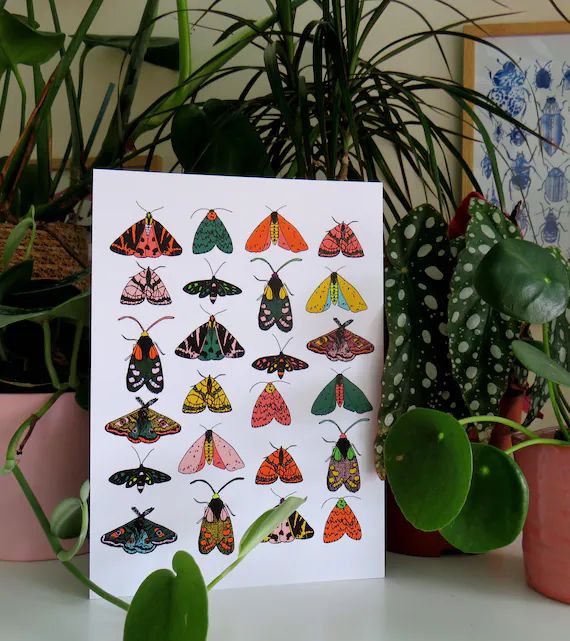 Mixed Moth Print / art print / insect print / multicoloured moths | Etsy (US)