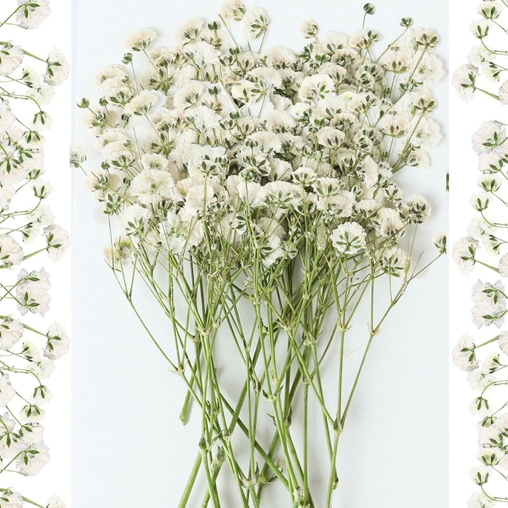 Amazon.com: 30Pcs Mini Dried Pressed Baby's Breath Flowers Bulk - Real Natural Flat Real Gypsophi... | Amazon (US)