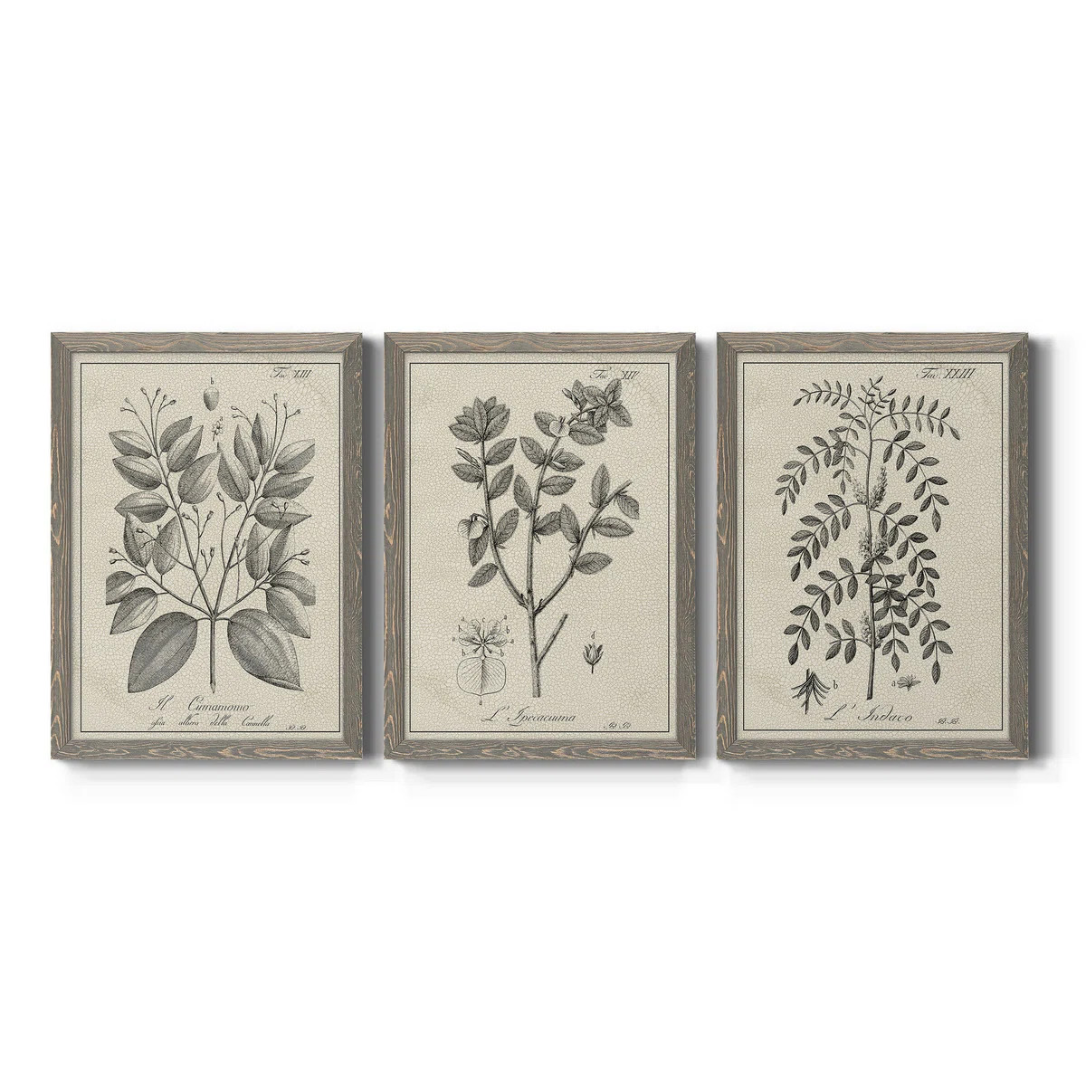 Kelly Clarkson Home Antique Black and White Botanical VII - 3 Piece Picture Frame Drawing Print S... | Wayfair North America