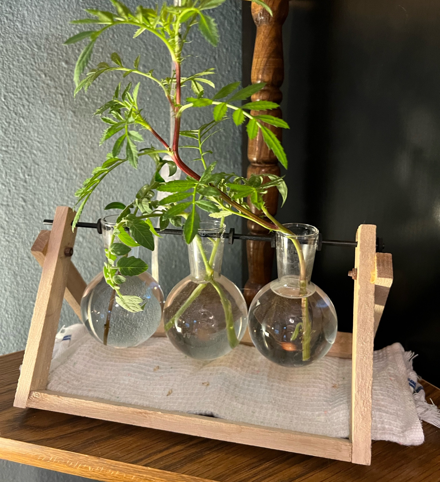 My little propagation station is doing quite well this summer! This bulb style is super easy to work with when expanding your garden 🪴 

#LTKhome #LTKfamily #LTKSeasonal