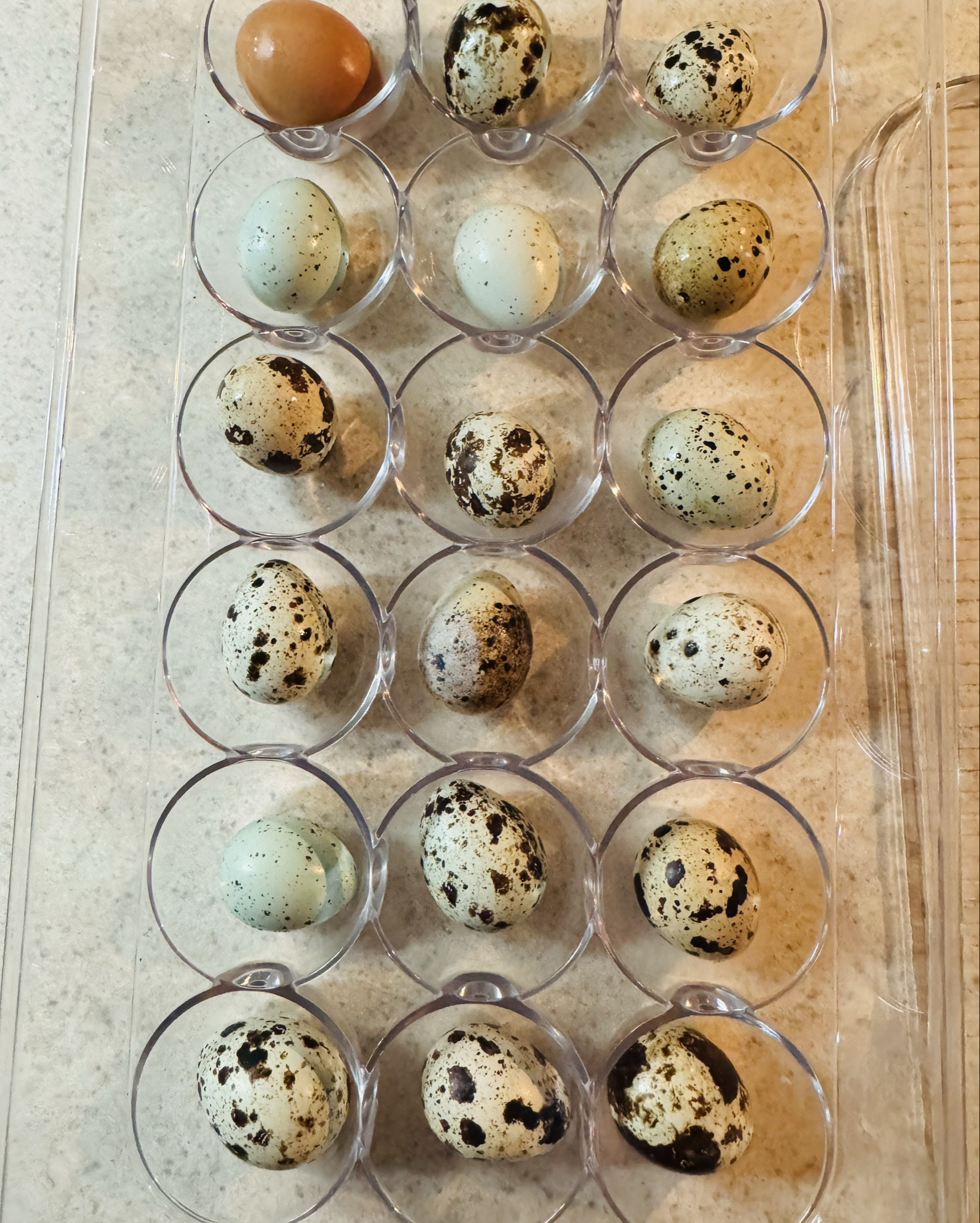 Egg holders for days🫶🏼

#LTKHome #LTKFindsUnder50 #LTKFamily