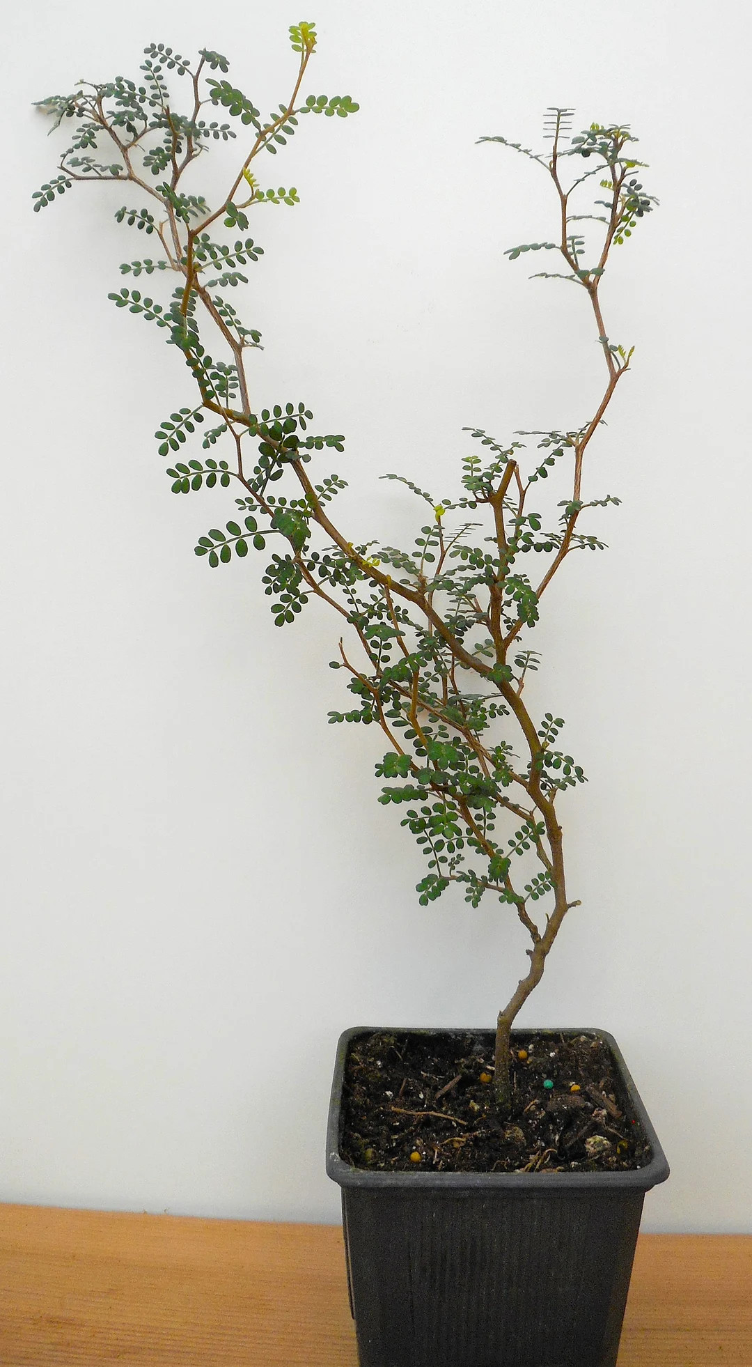 2 Year Old Sophora Prostrata Little Baby Pre Bonsai Trees 14-24 Inch Tall Pick the Plant You Want... | Etsy (US)