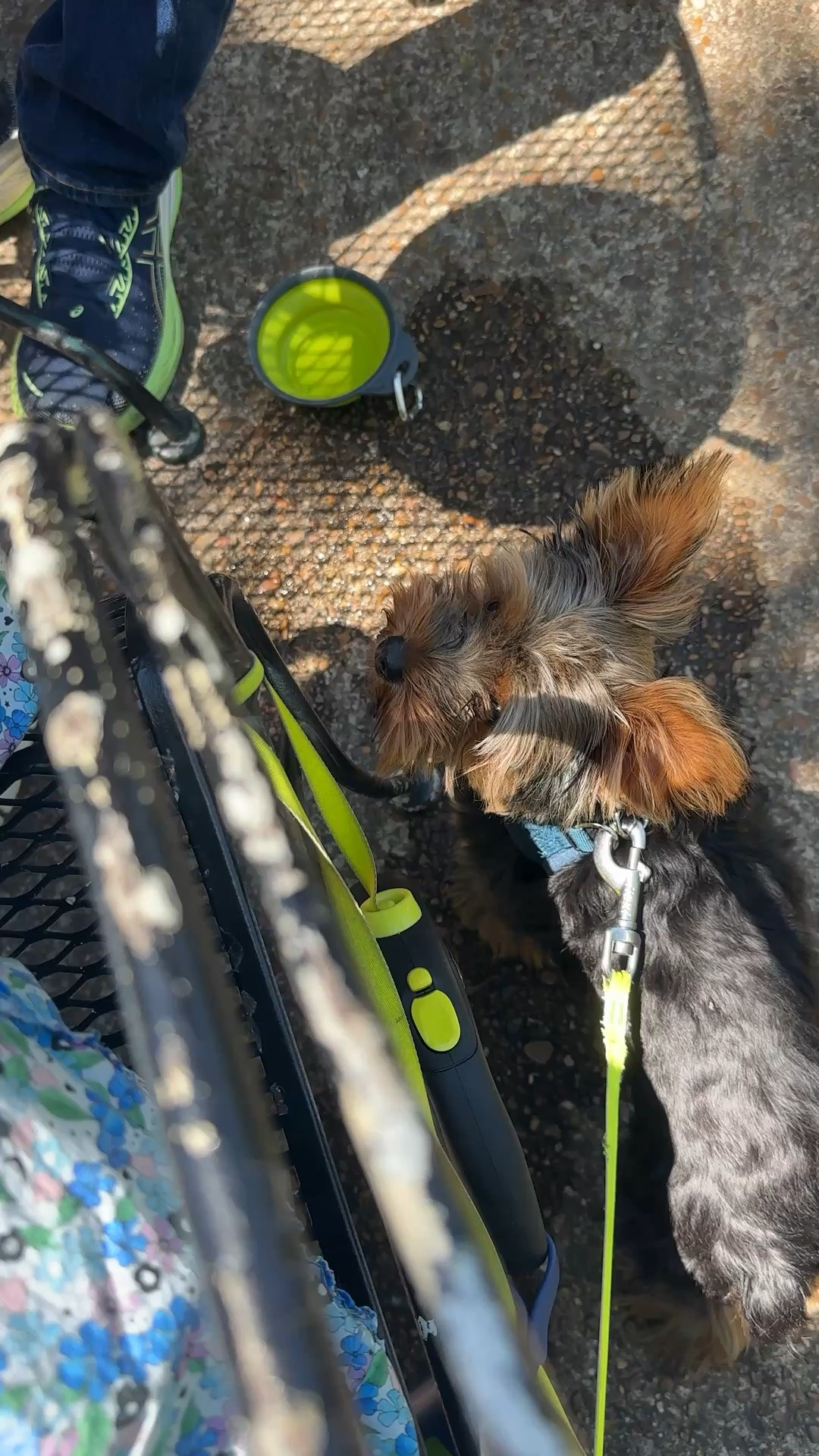 Dog travel essentials

#LTKdayinmylife #LTKActive #LTKTravel