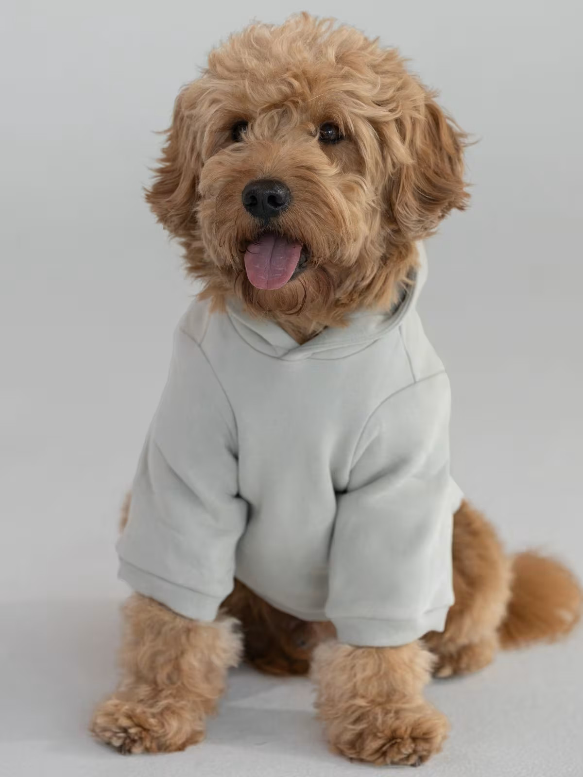 Tranquil Paw Hoodie Bundle | Comfrt