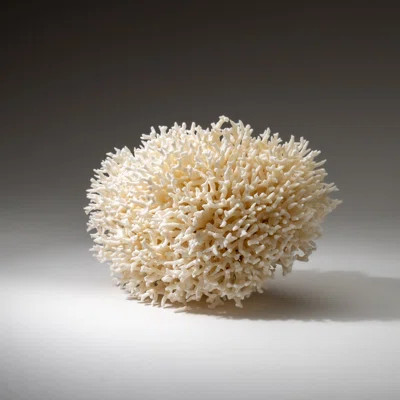 Genuine Birds Nest Coral ( 3.5 Lbs) | Wayfair North America