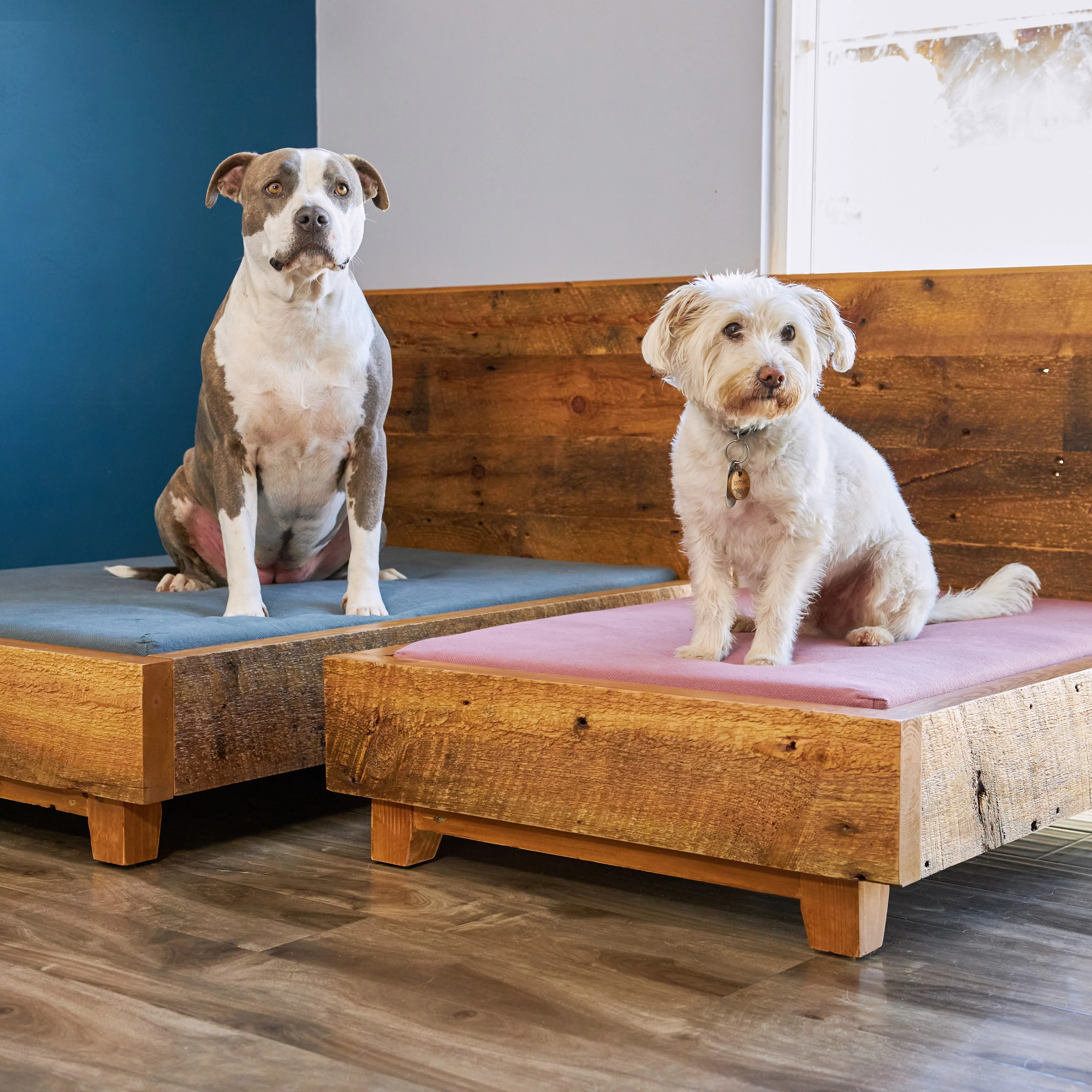 Dog Bed Frame | Avocado Mattress