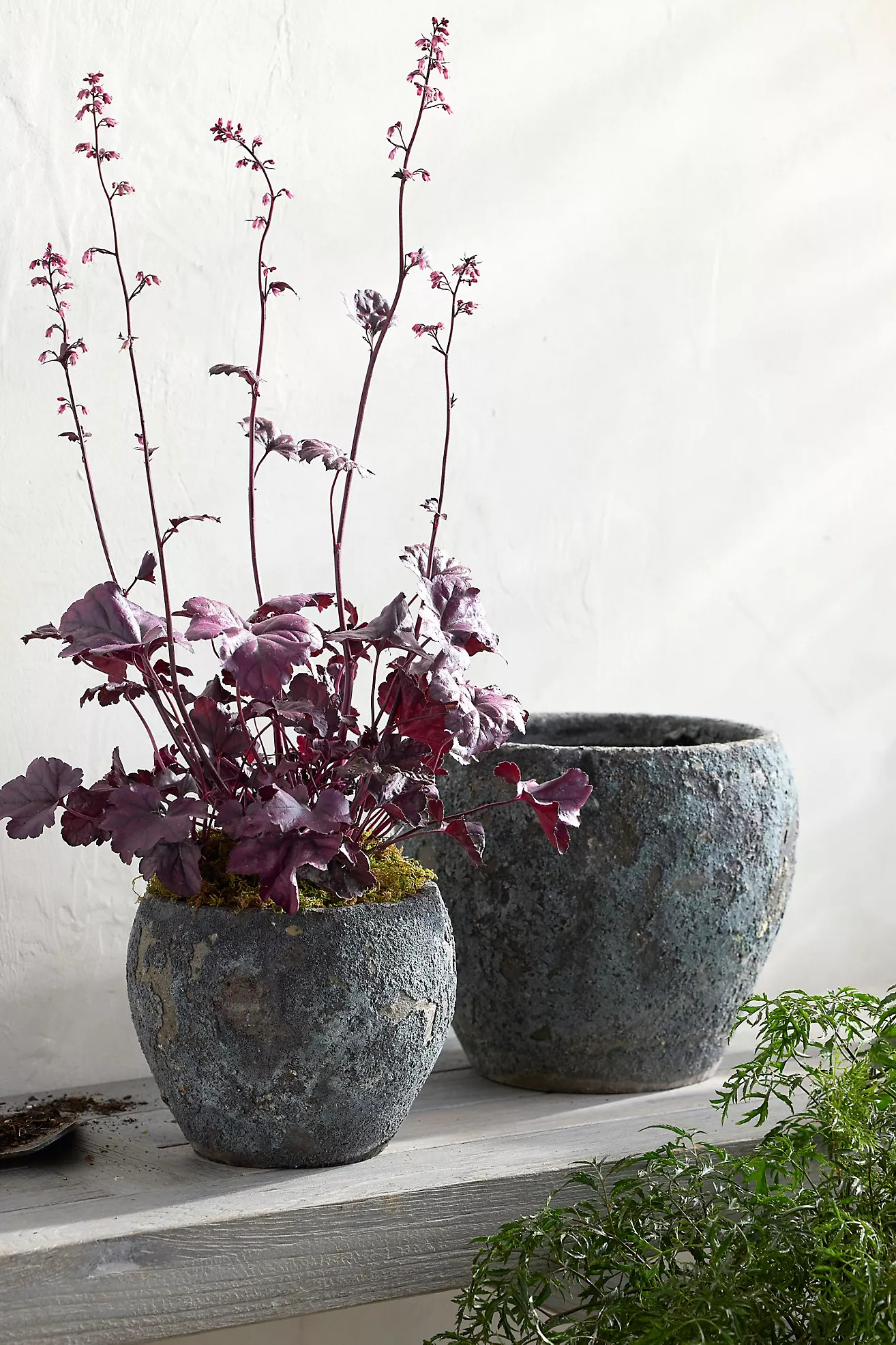Barnacle Juliet Planter | Anthropologie (US)