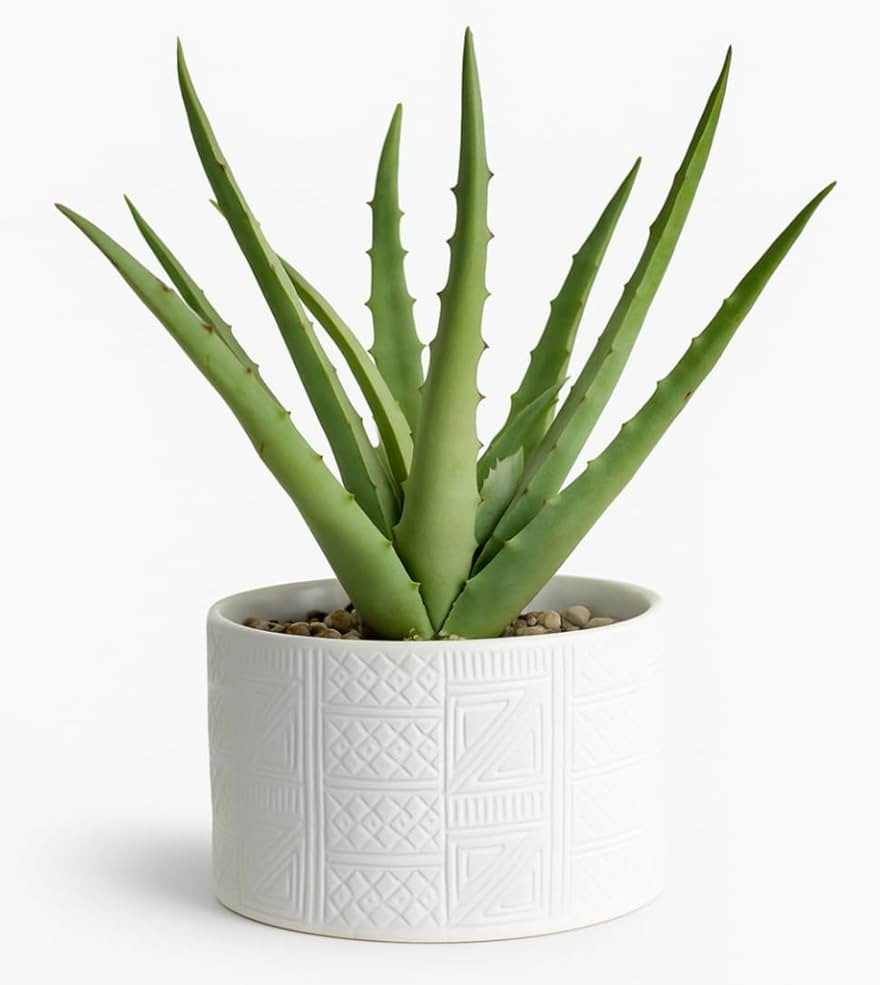 Artificial plant in white ceramic pot | 10" high sage green faux agave plant in white pot | fake ... | Amazon (US)