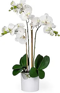 Serene Spaces Living 3 White Realistic Phalaenopsis Orchids in Pot, Artificial Potted Flowers - B... | Amazon (US)