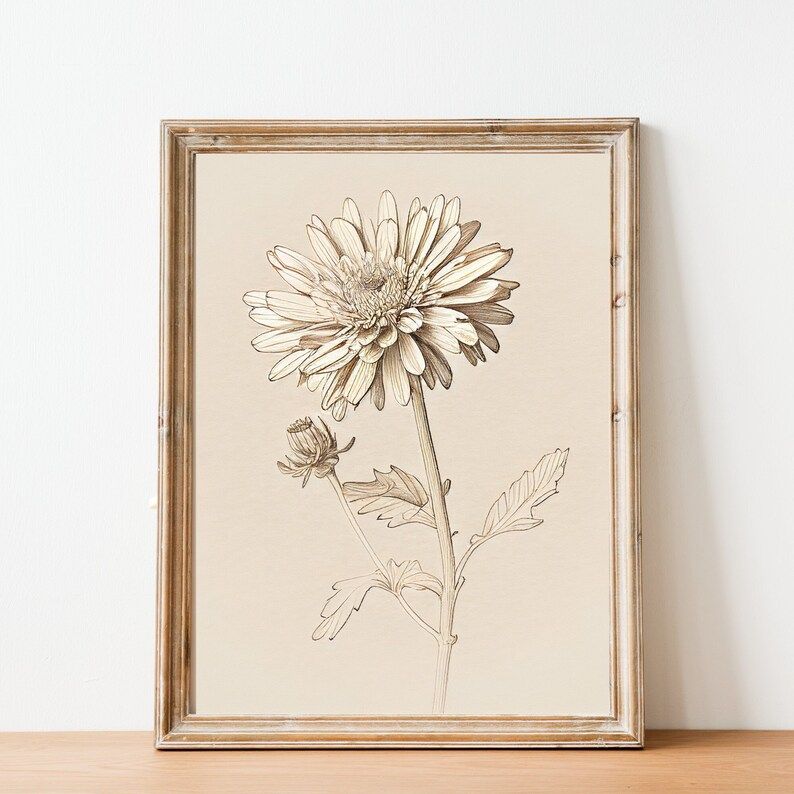 November Chrysanthemum Vintage Birth Month Flower Illustration - Minimalist - Hand-Drawn - Fine A... | Etsy (US)