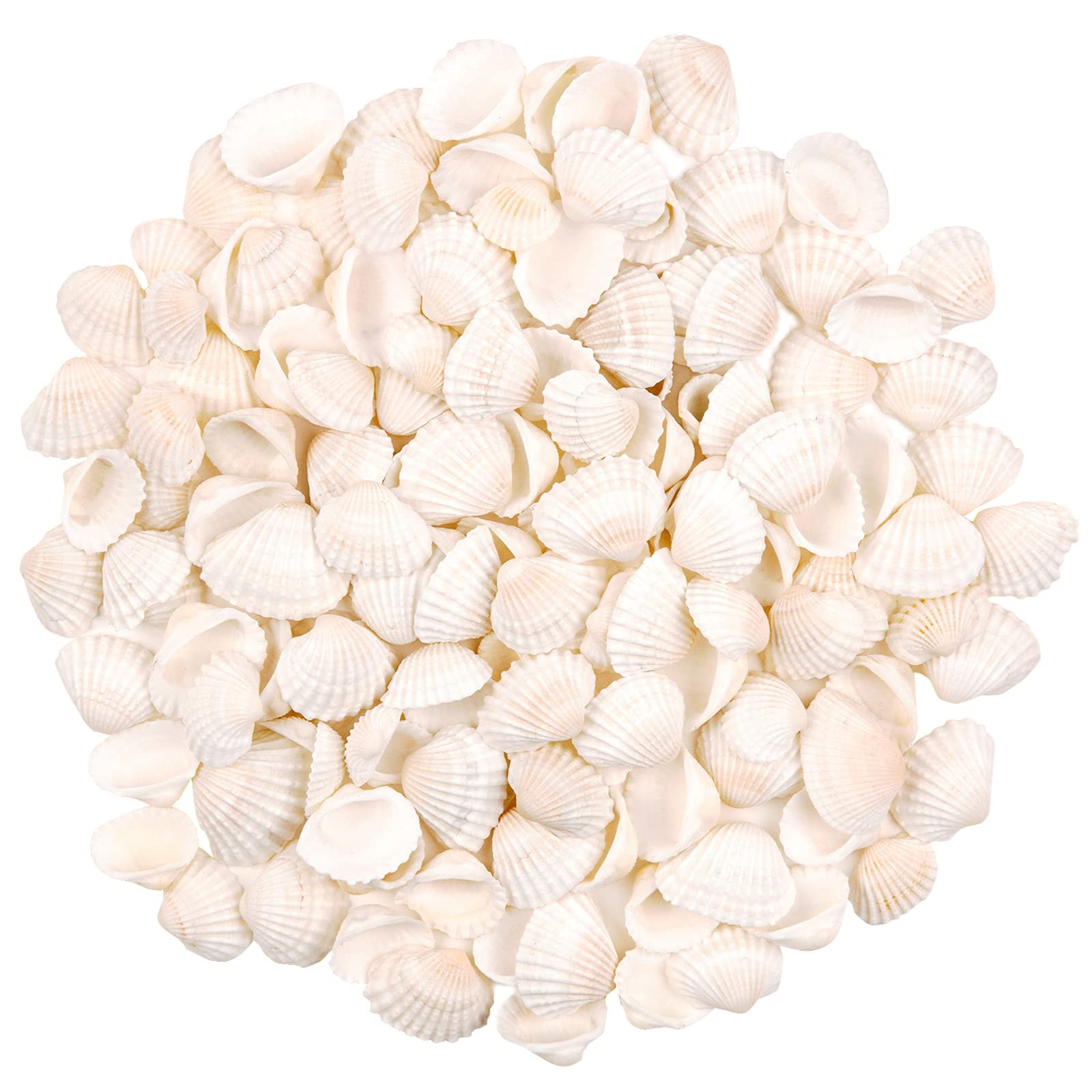 Bulk Natural White Small Seashell Clam Super Shells Assortment for DIY Craft Beach Decor | Amazon (US)