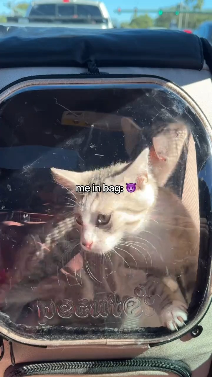   

 #LTKootd #LTKTall #LTKFindsUnder100