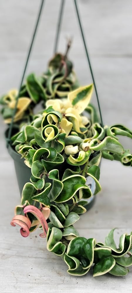 Hoya Variegated Compacta aka Variegated Hindu Rope Live Rare House Plants (All Plants are Fully R... | Amazon (US)