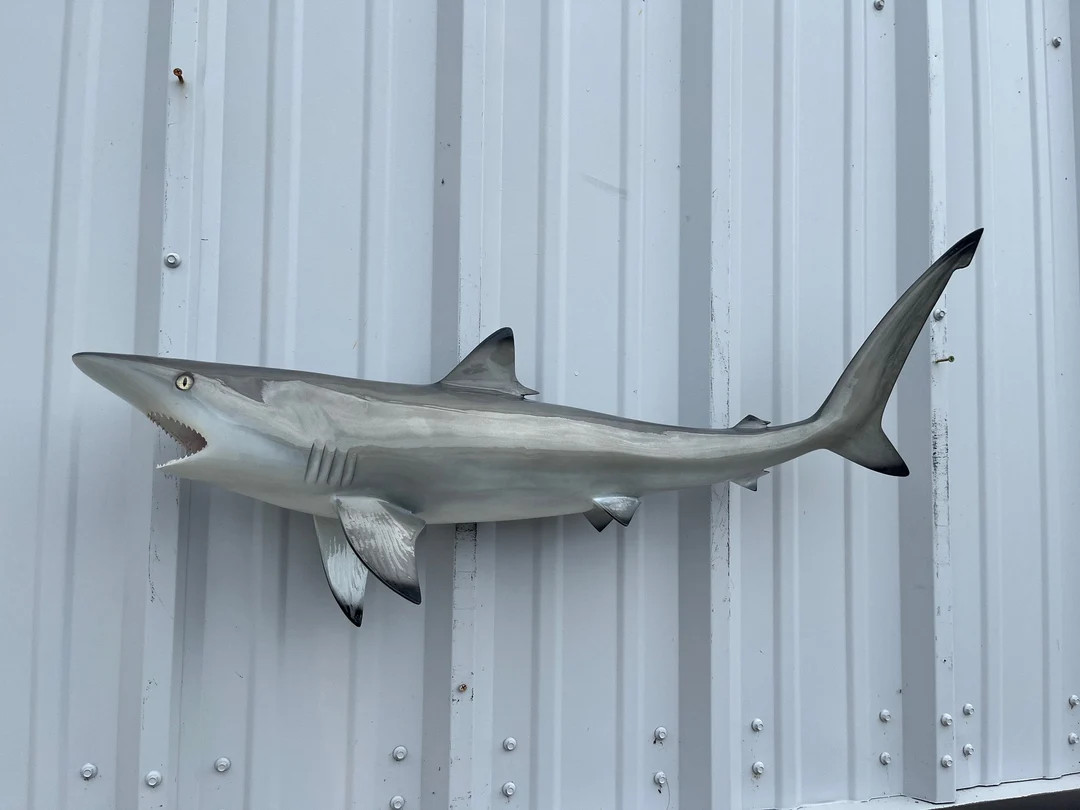 Blacktip Shark Fish Mount 36 Inches Full Mount Replica - Etsy | Etsy (US)