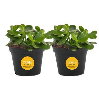 Jade Crassula Indoor Succulent Plants in 4 in. Grower Pot, Avg. Shipping Height 7 in. Tall (2-Pac... | The Home Depot