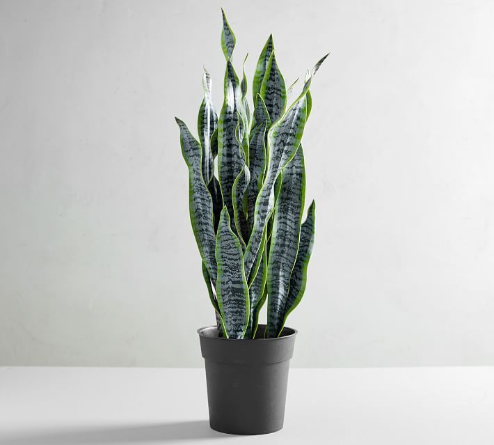 Faux Potted Snake Houseplant | Pottery Barn (US)