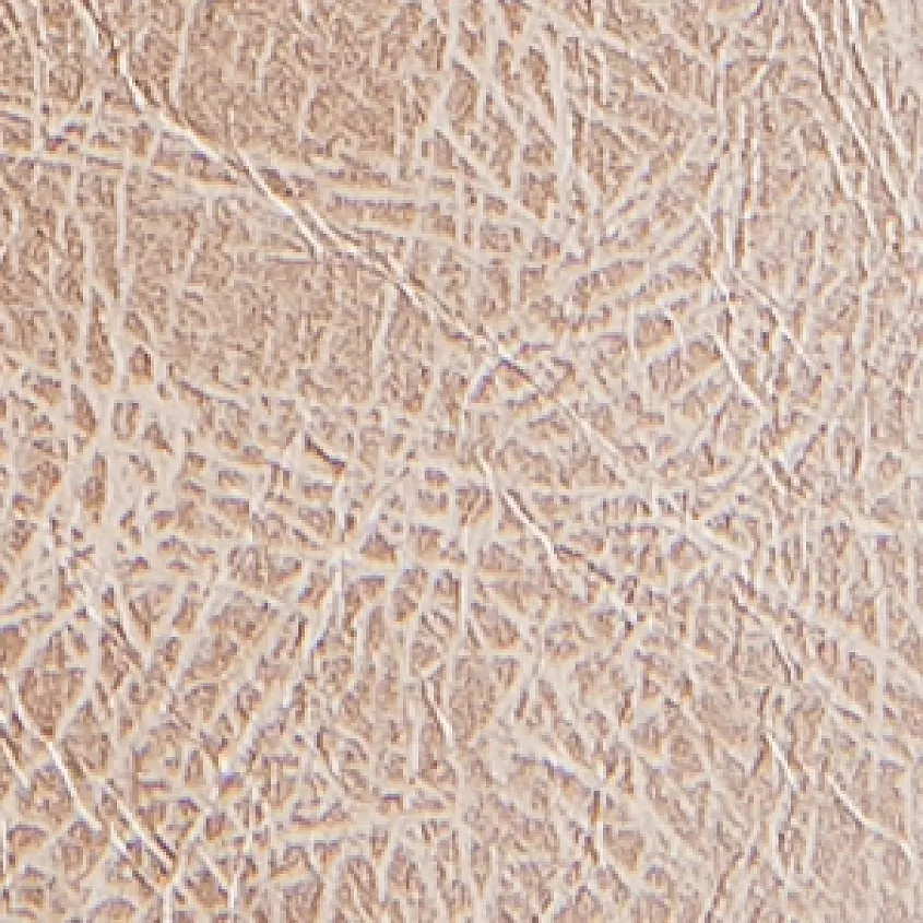 Western Belt | Buckle